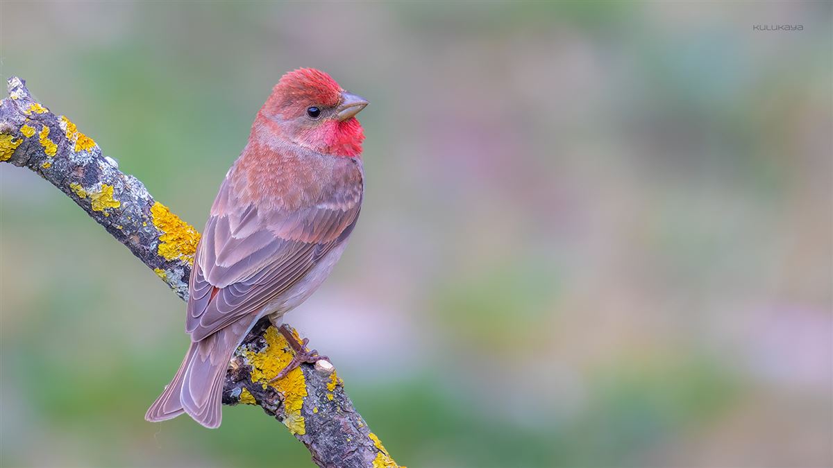 Common Rosefinch