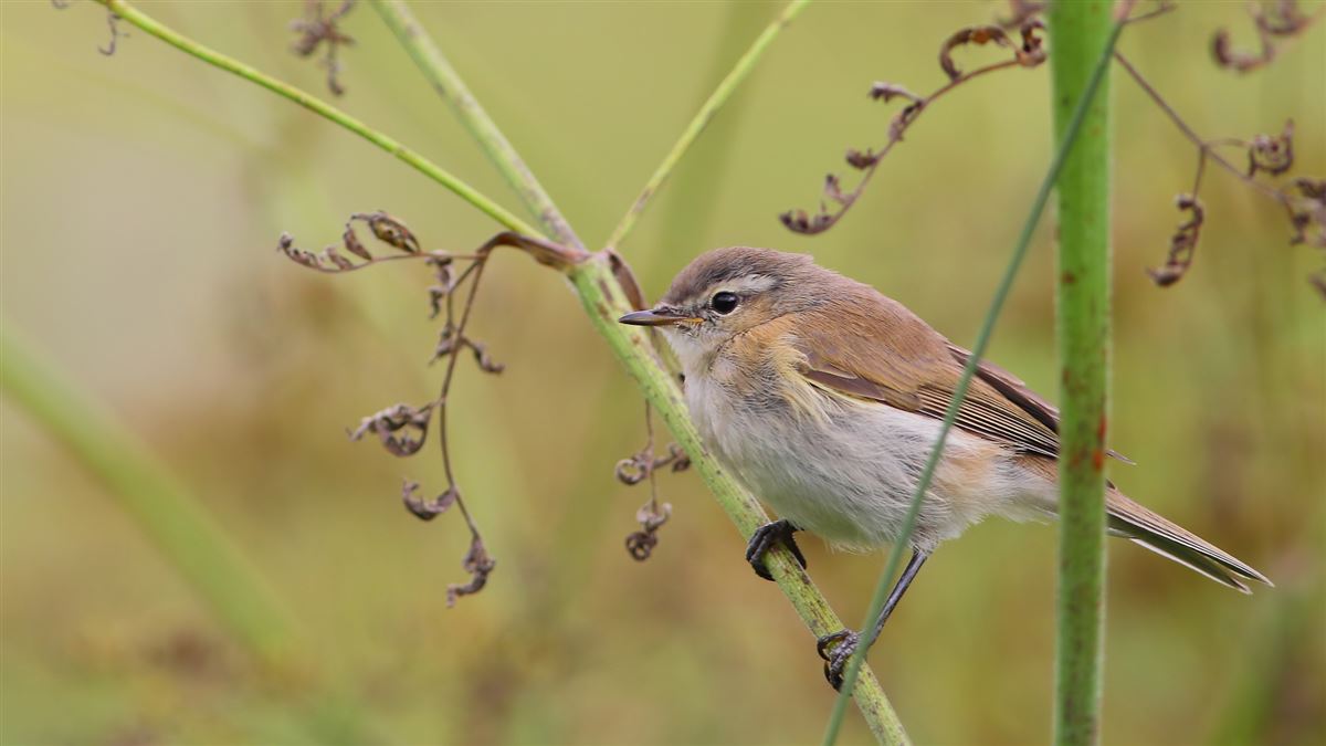 Mountain Chiffchaff