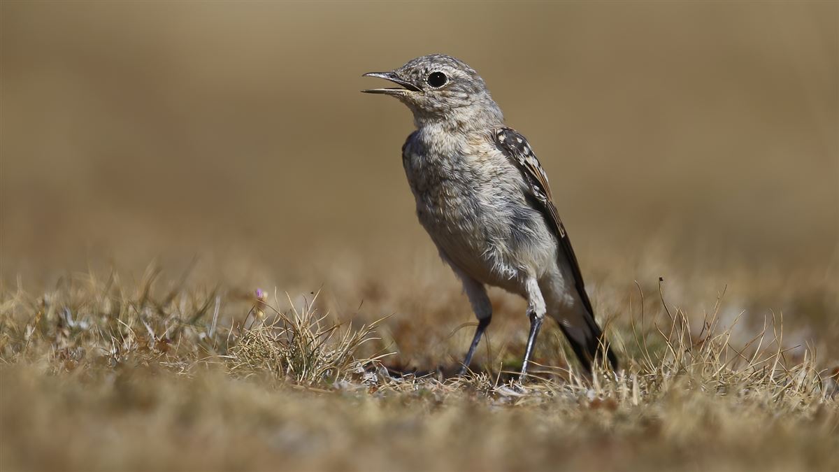 Northern Wheatear