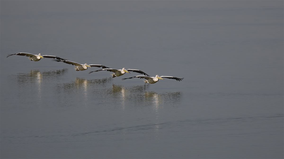 Great White Pelican