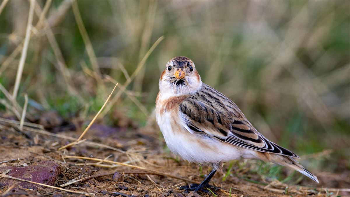 Snow Bunting