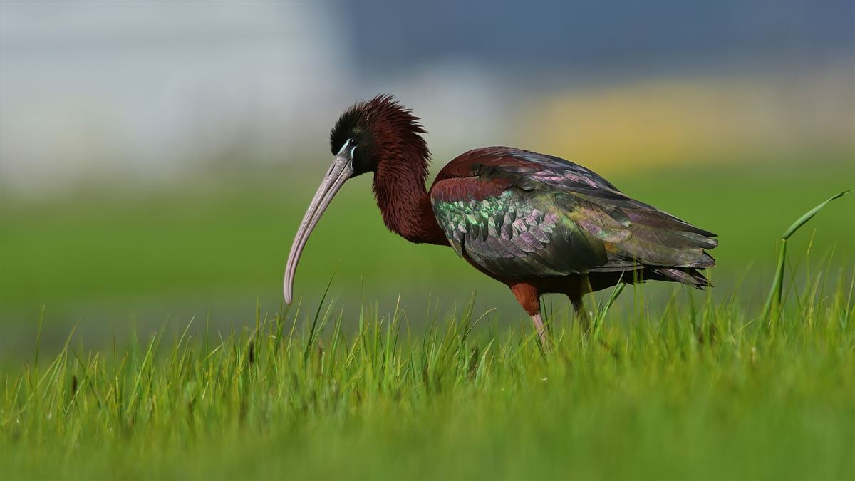 Glossy Ibis