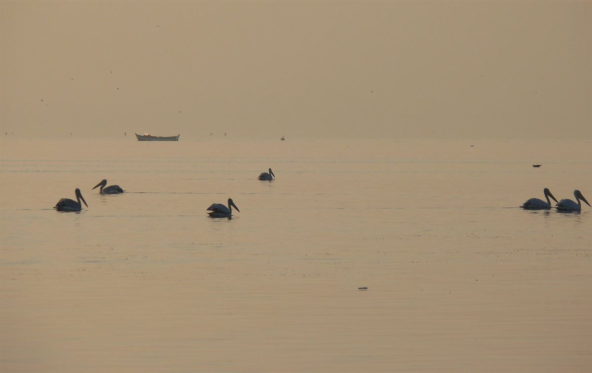 Dalmatian Pelican