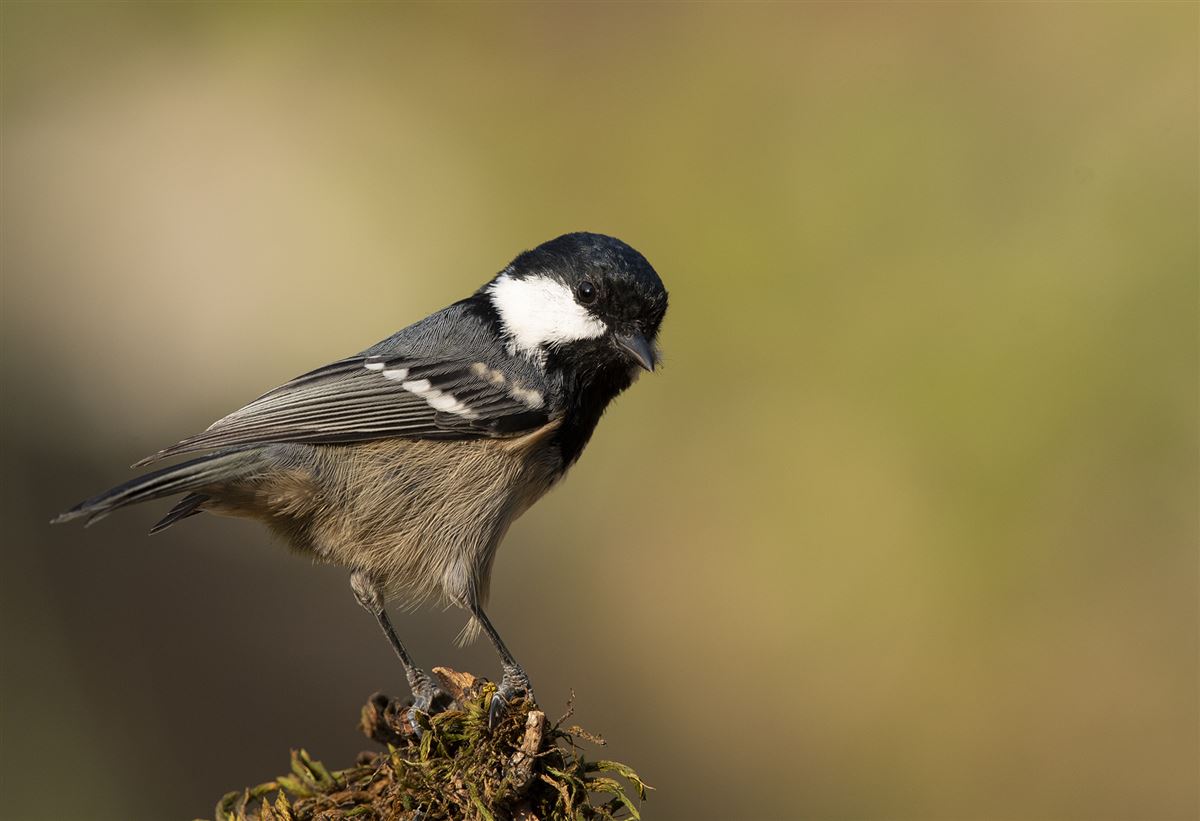 Coal Tit