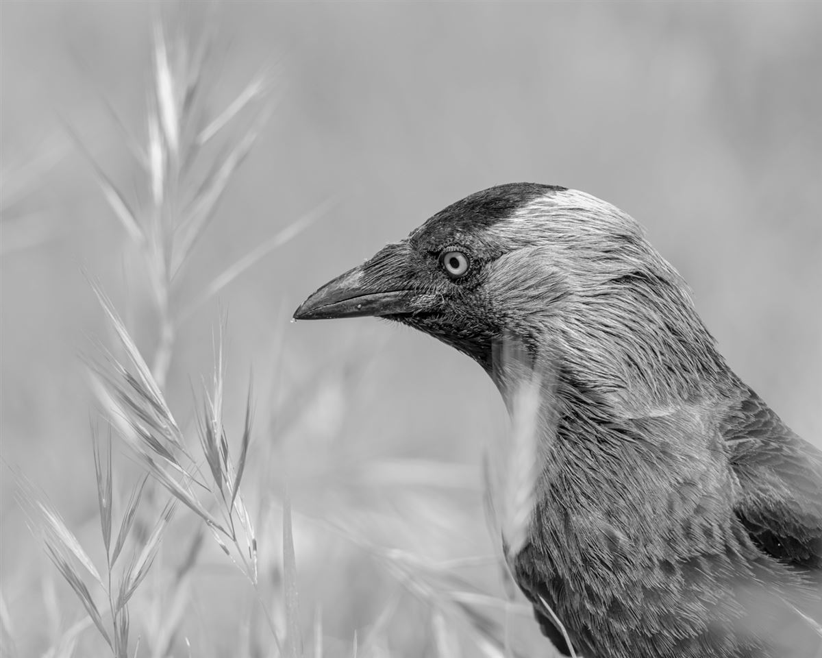 Western Jackdaw