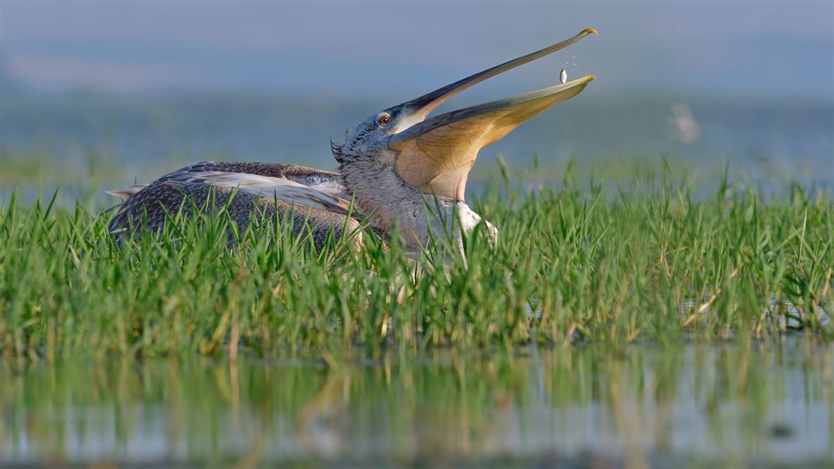 Dalmatian Pelican