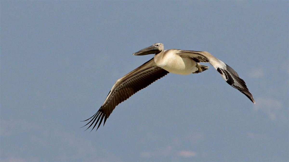 Great White Pelican
