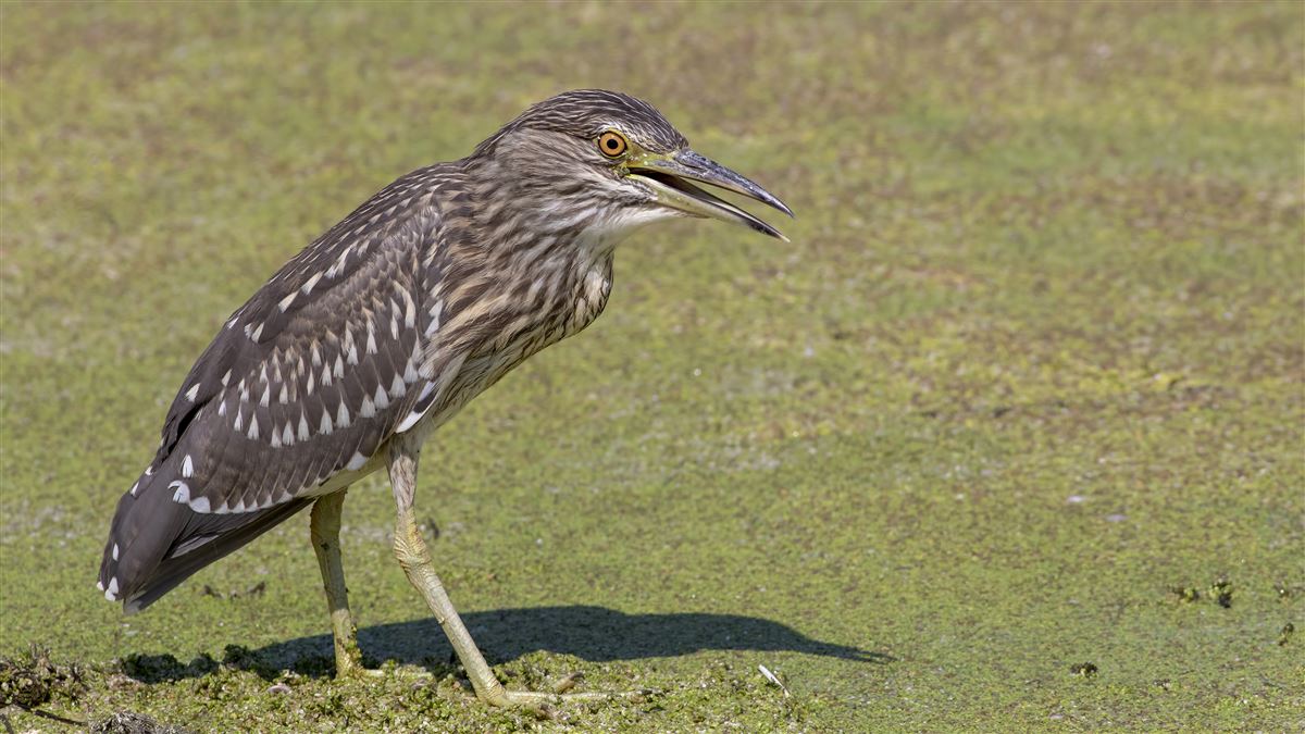 Black-crowned Night Heron