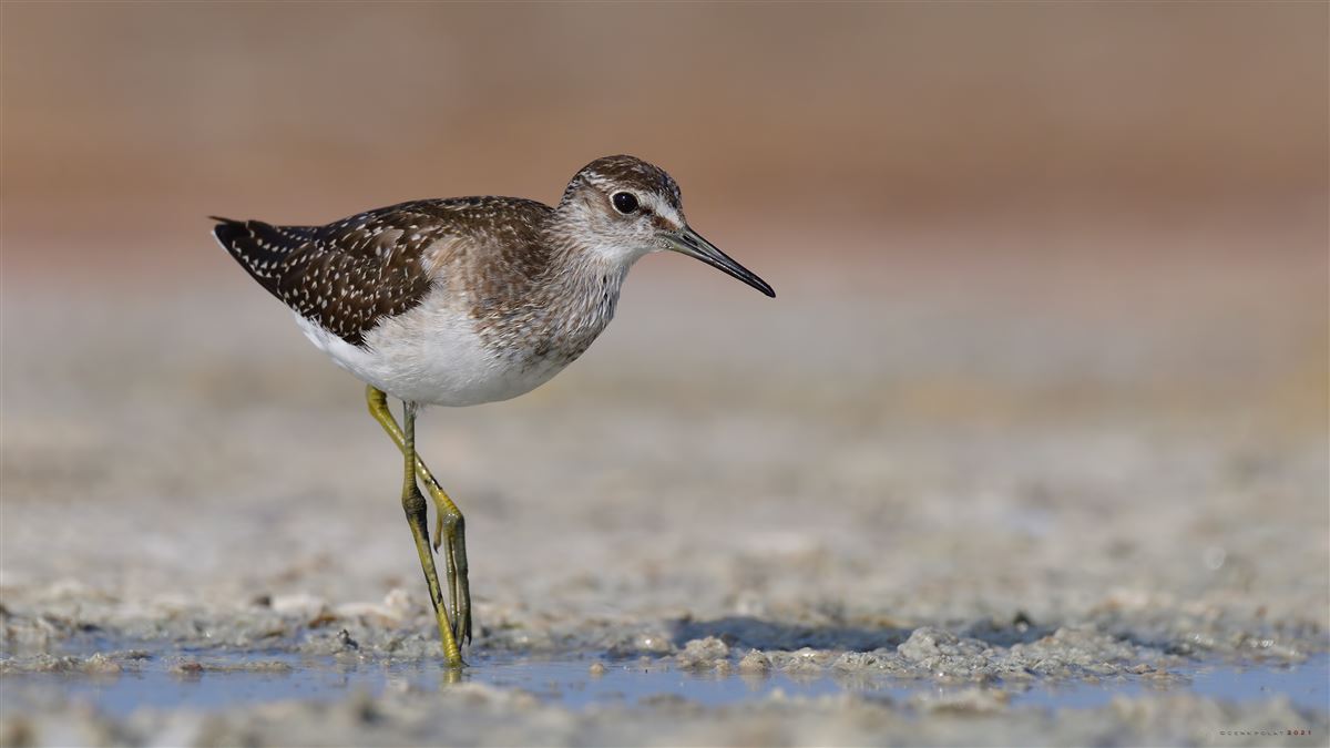 Wood Sandpiper