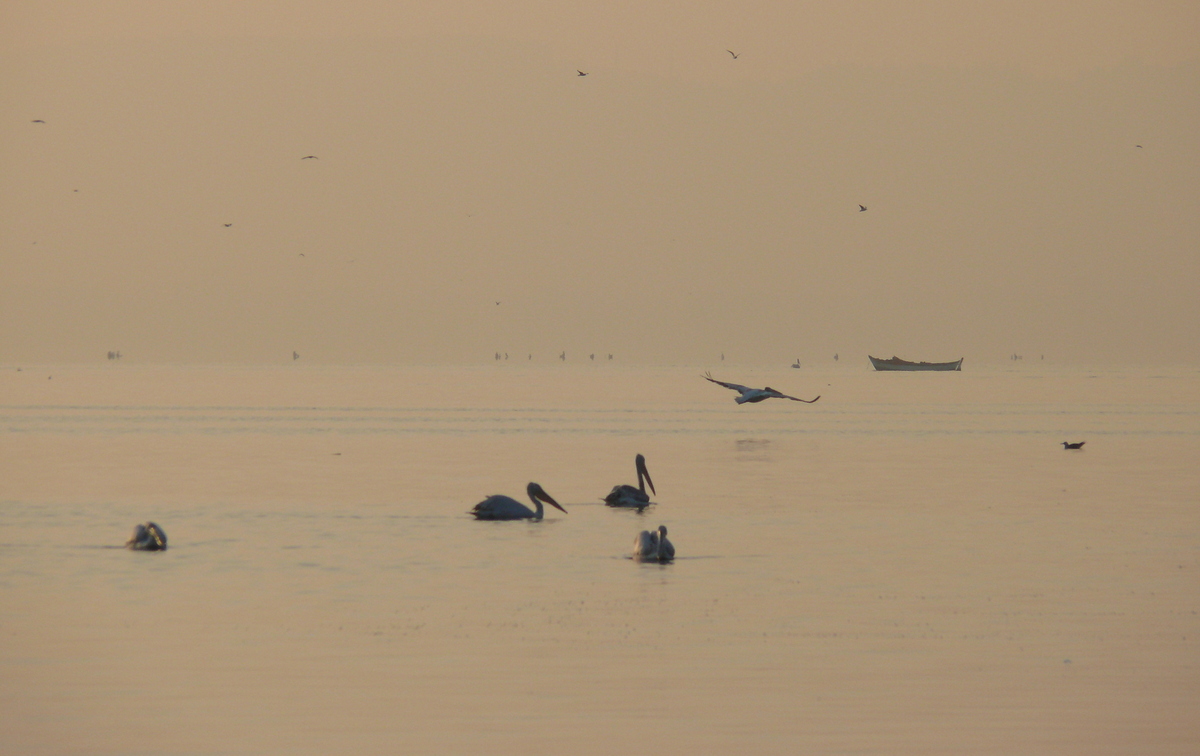 Dalmatian Pelican