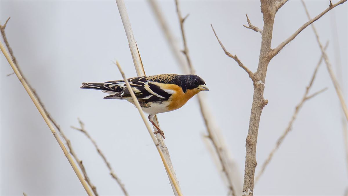 Brambling