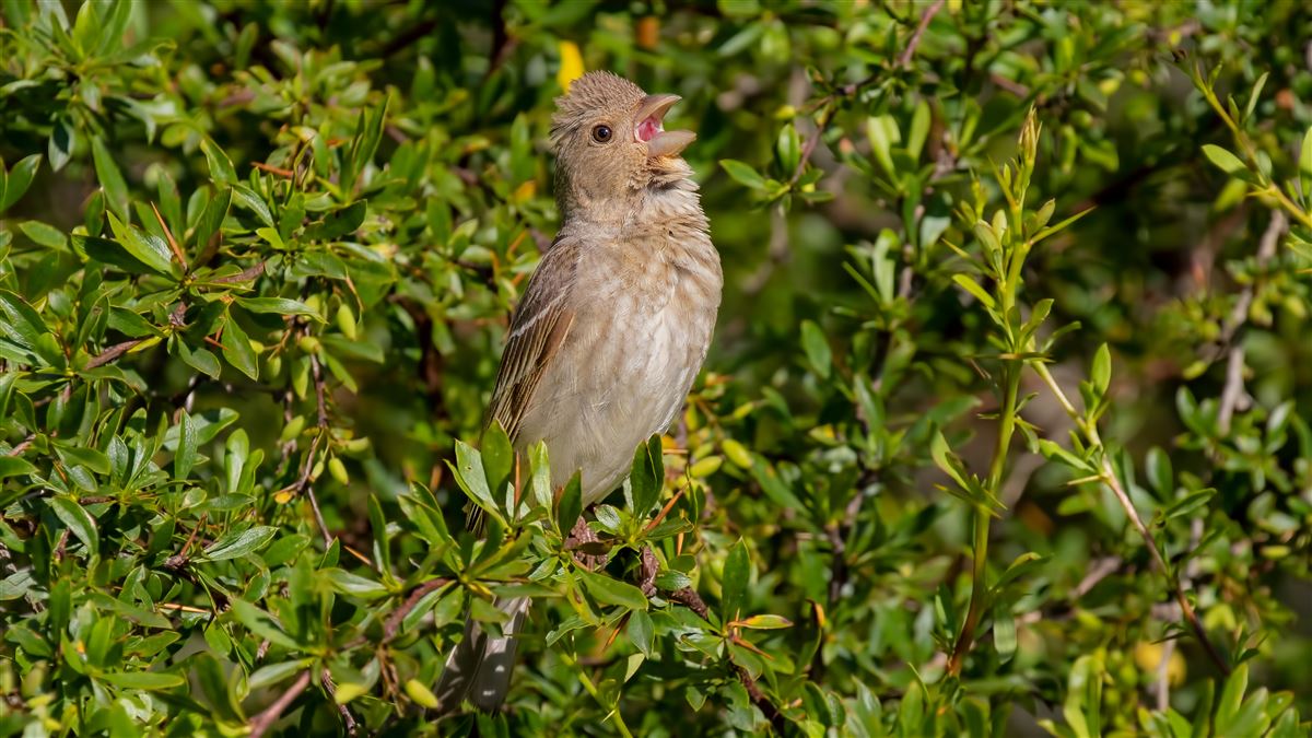 Common Rosefinch