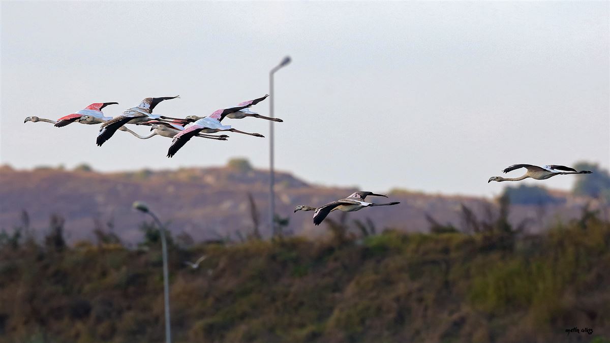 Flamingo