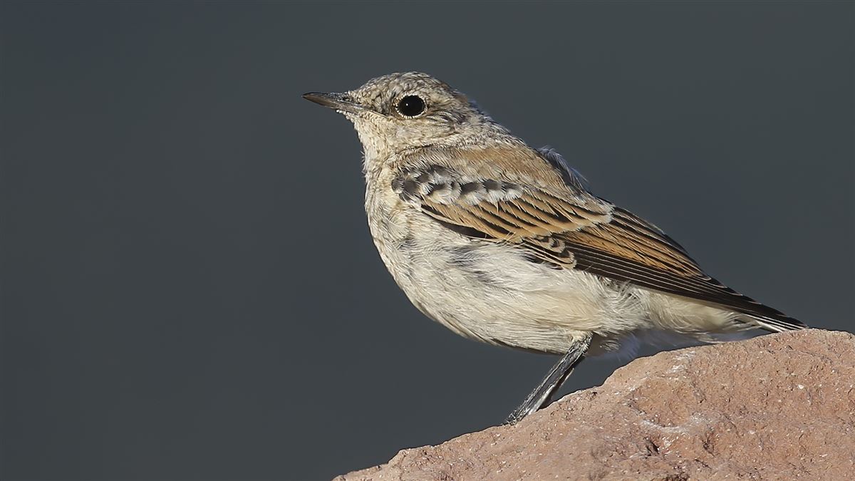 Northern Wheatear