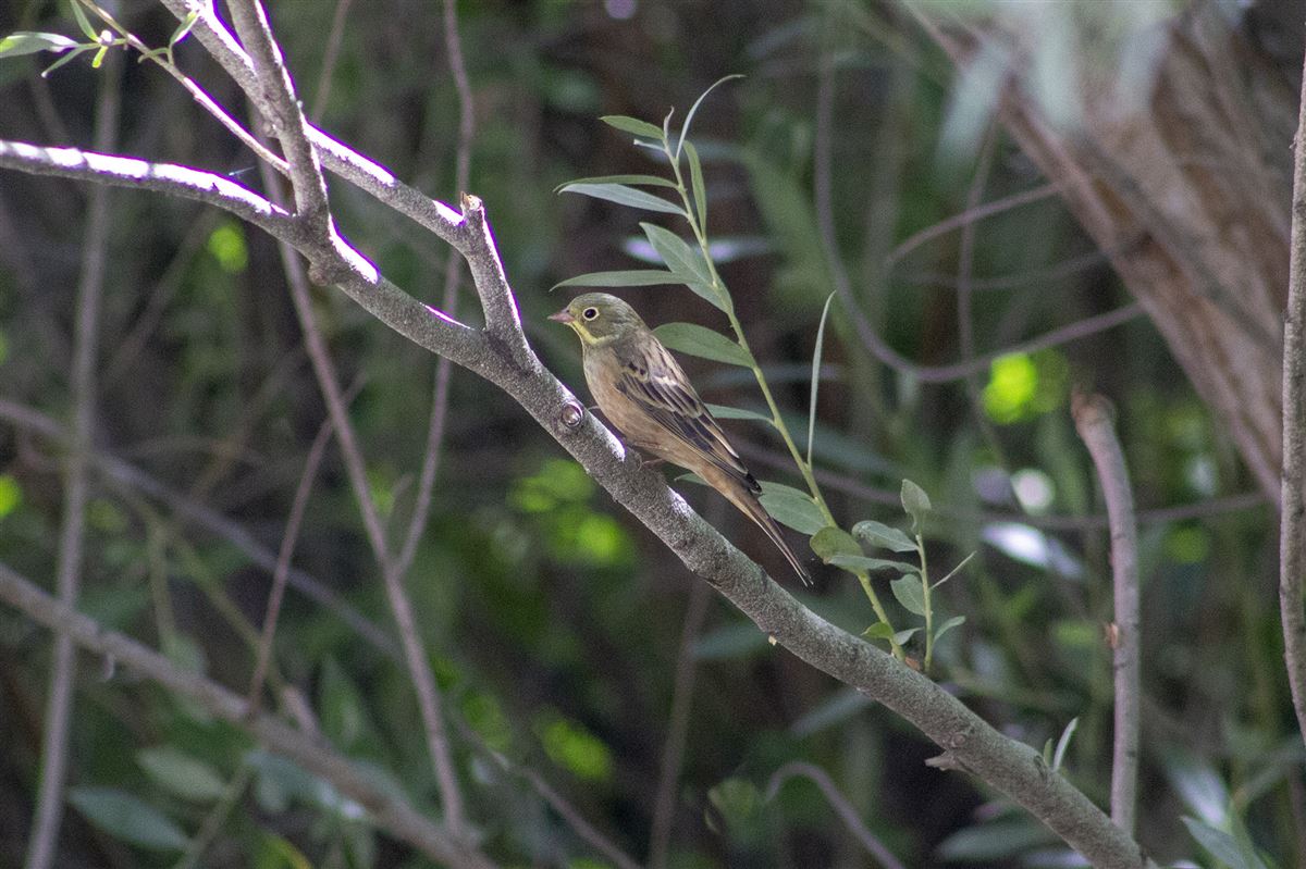 Ortolan Bunting
