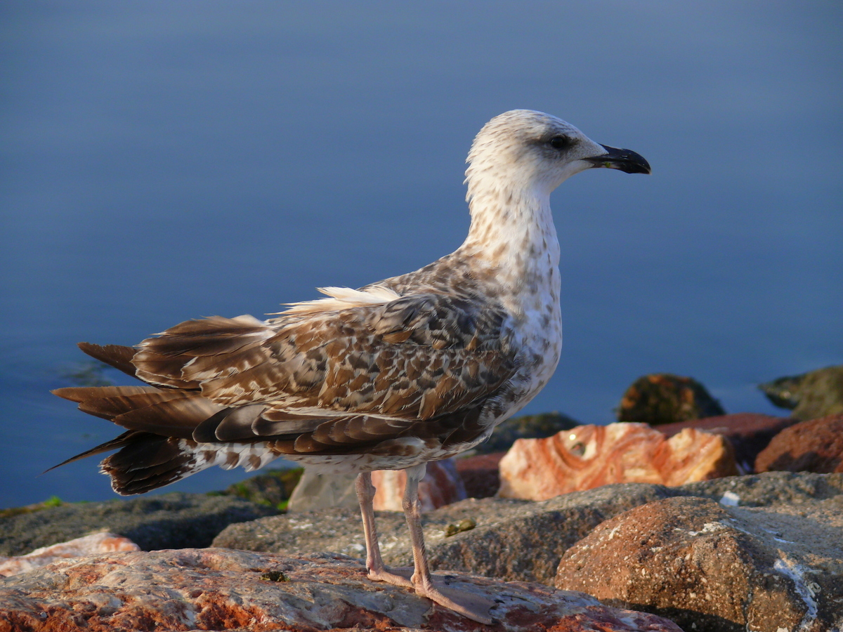 Yellow-legged Gull