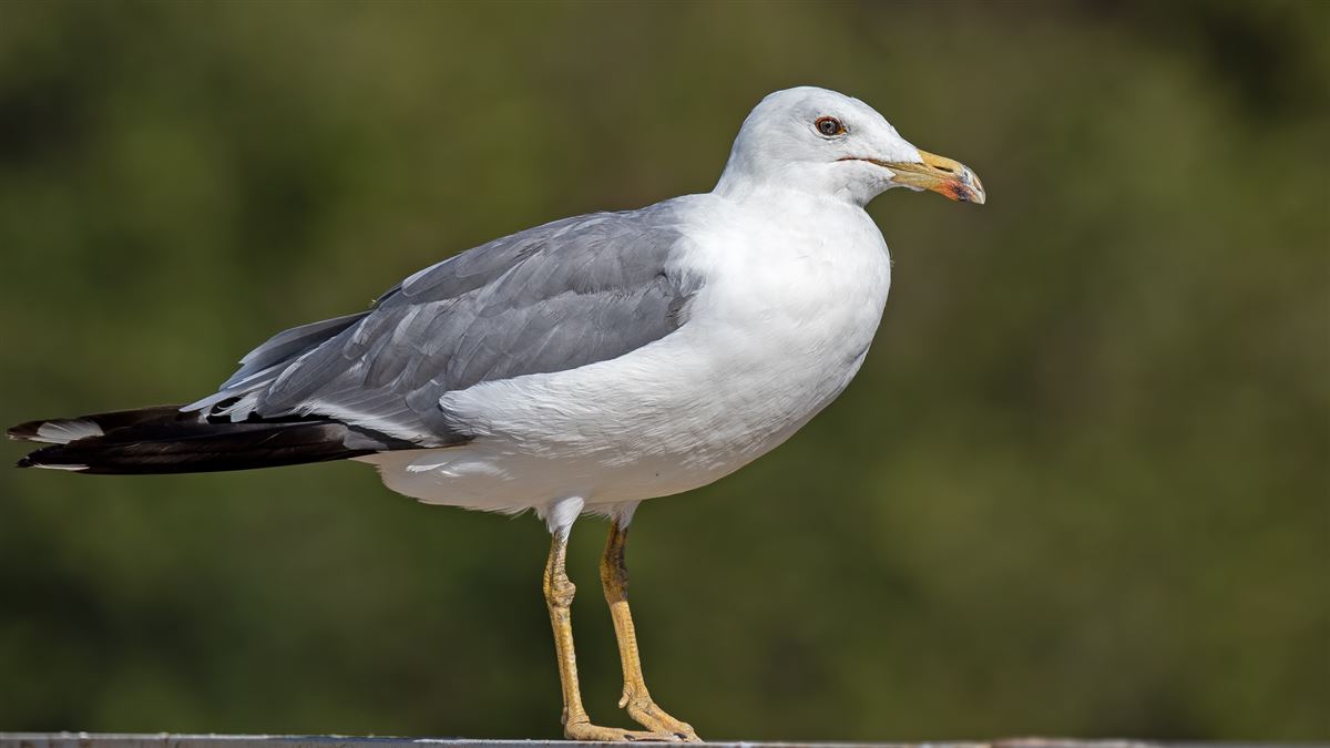Armenian Gull