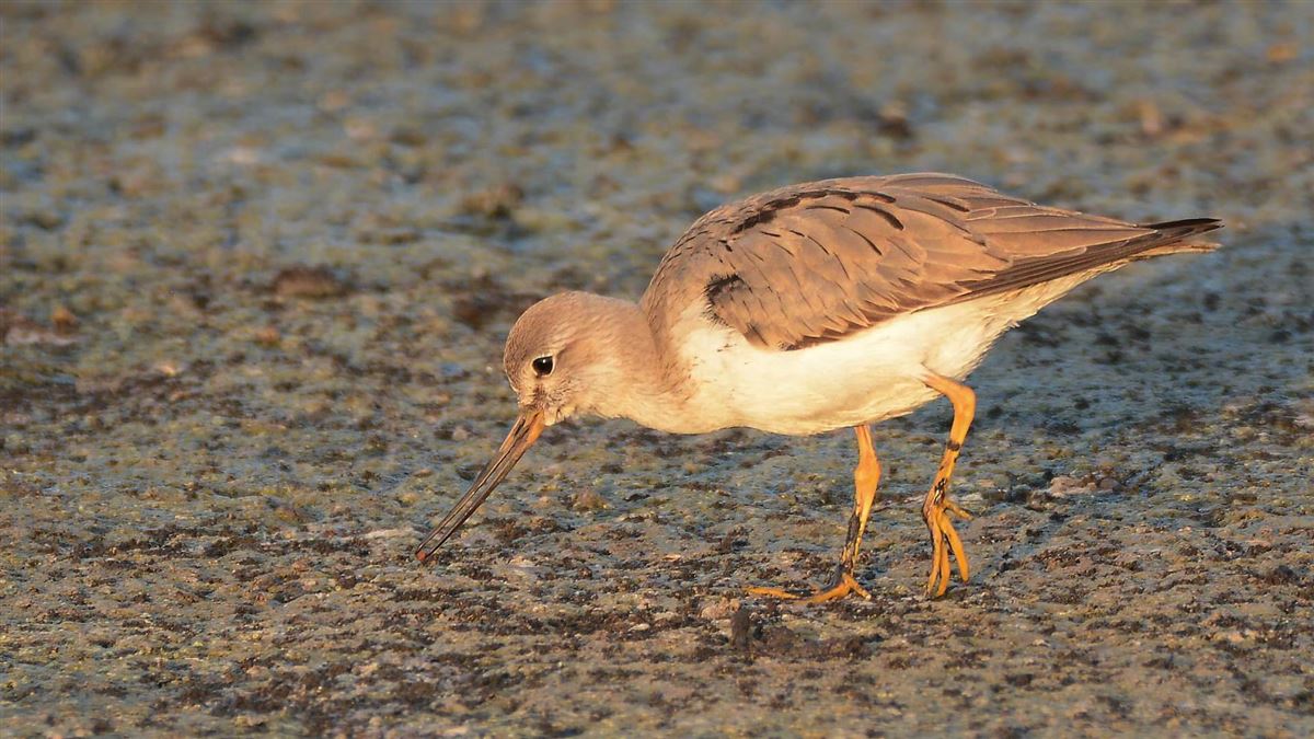 Terek Sandpiper