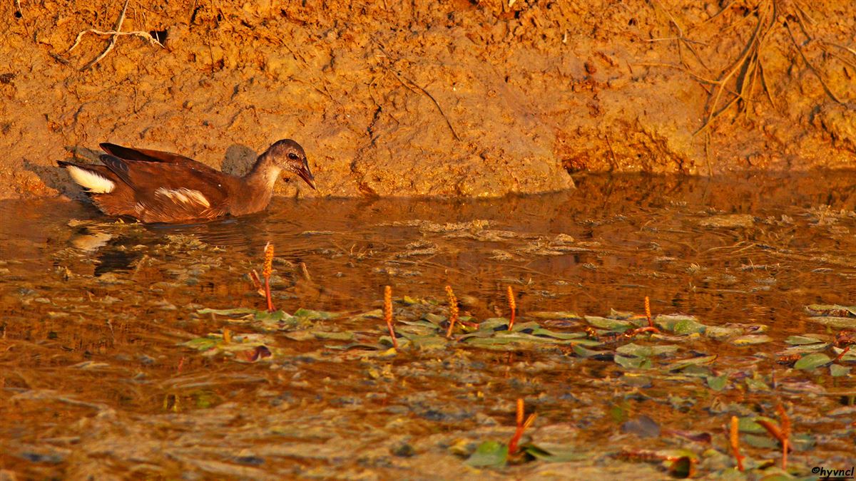 Common Moorhen