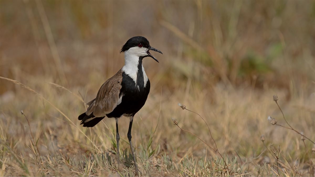 Spur-winged Lapwing