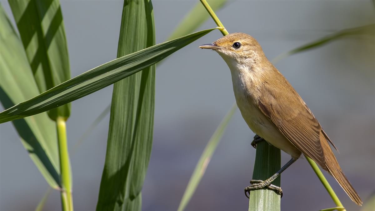 Common Reed Warbler