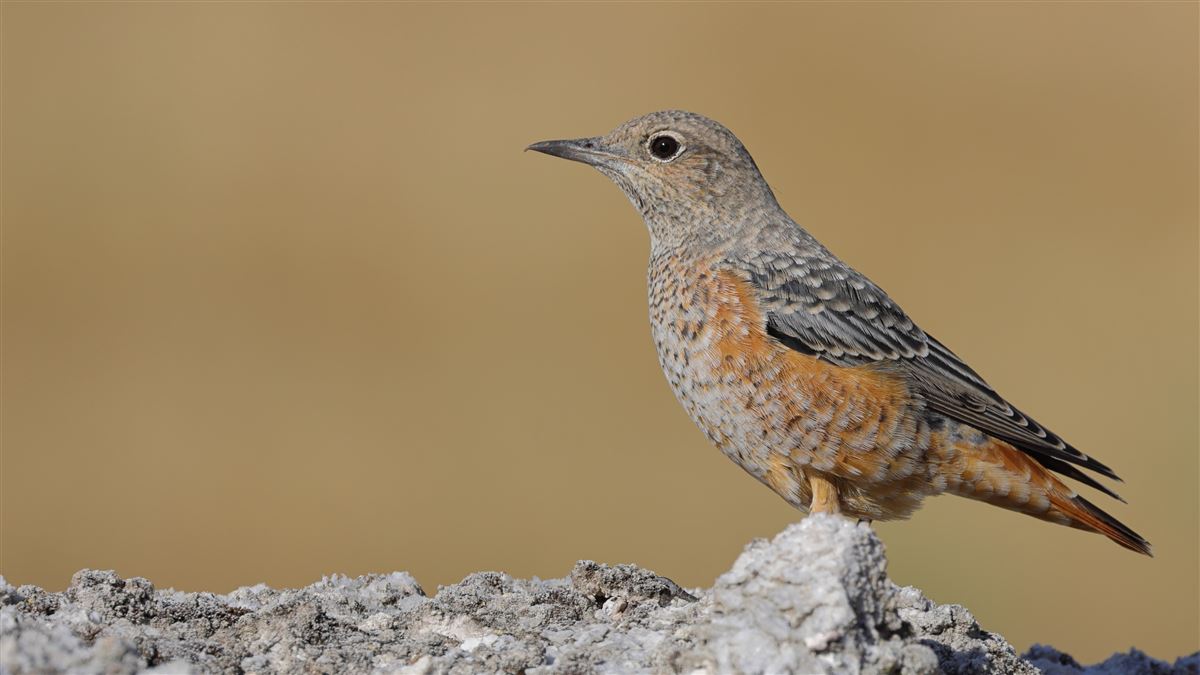 Common Rock Thrush