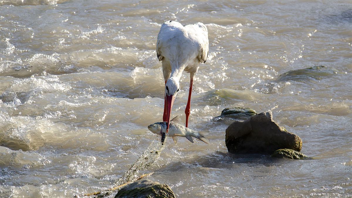 White Stork