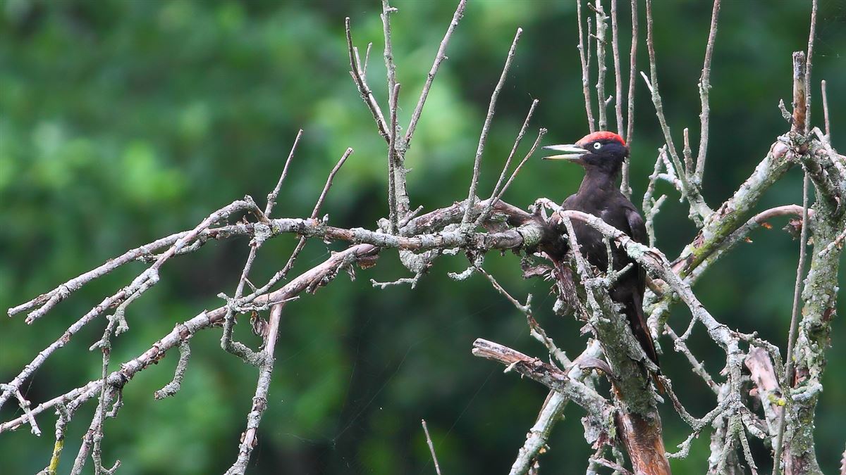 Black Woodpecker