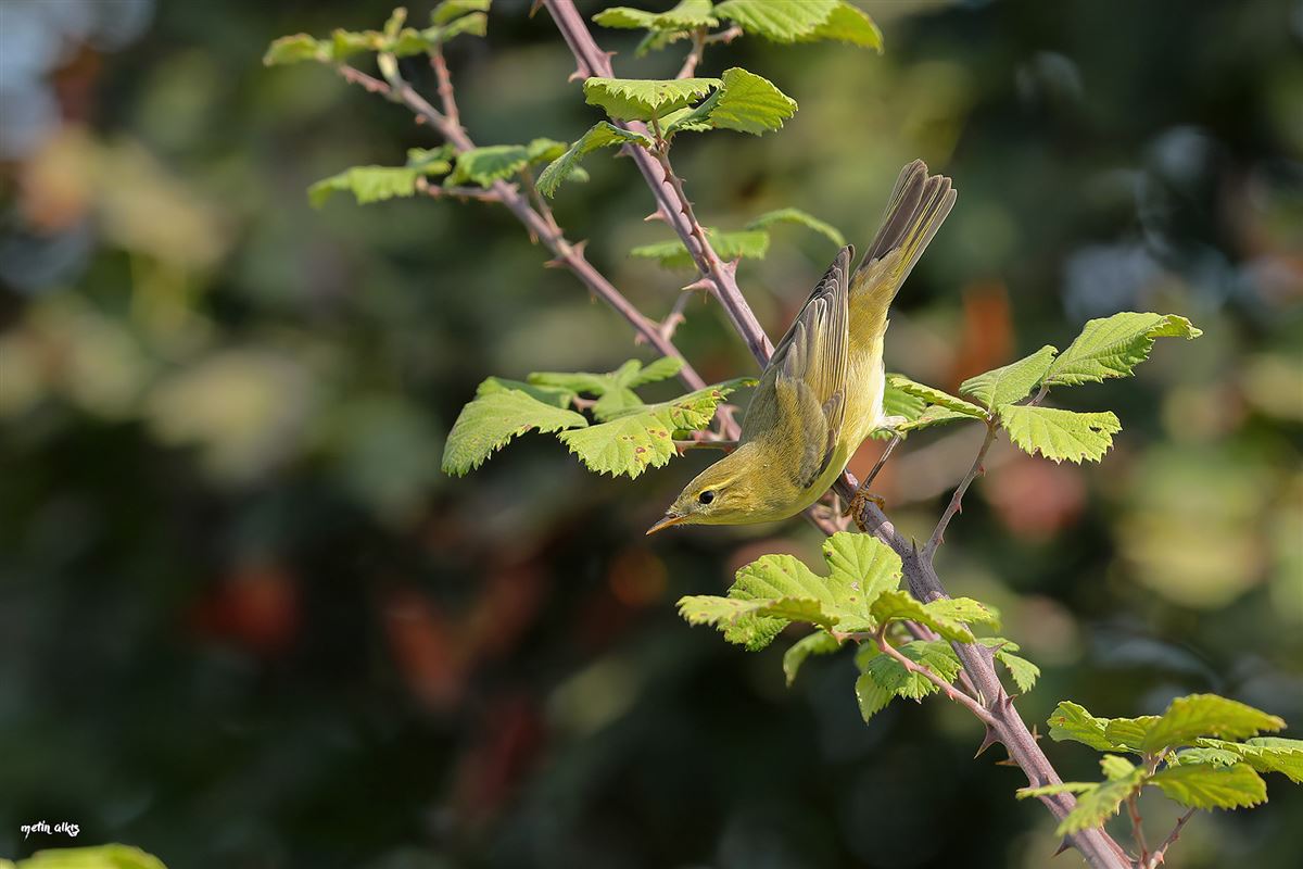 Willow Warbler