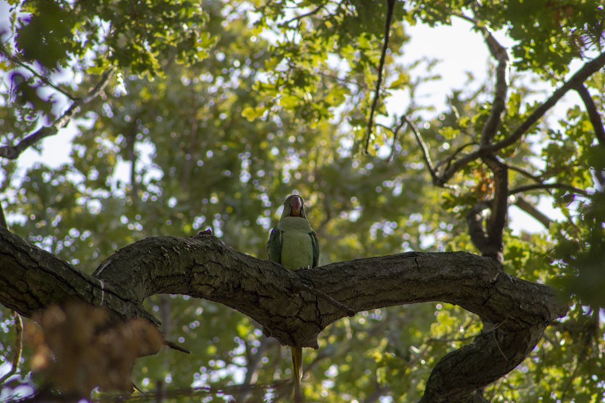 Alexandrine Parakeet