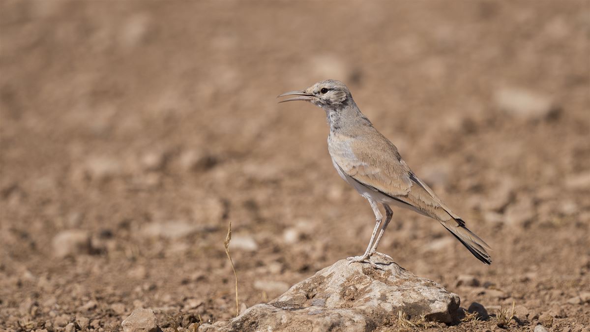 Greater Hoopoe-Lark