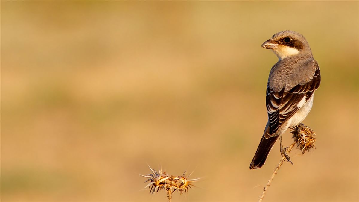 Lesser Grey Shrike