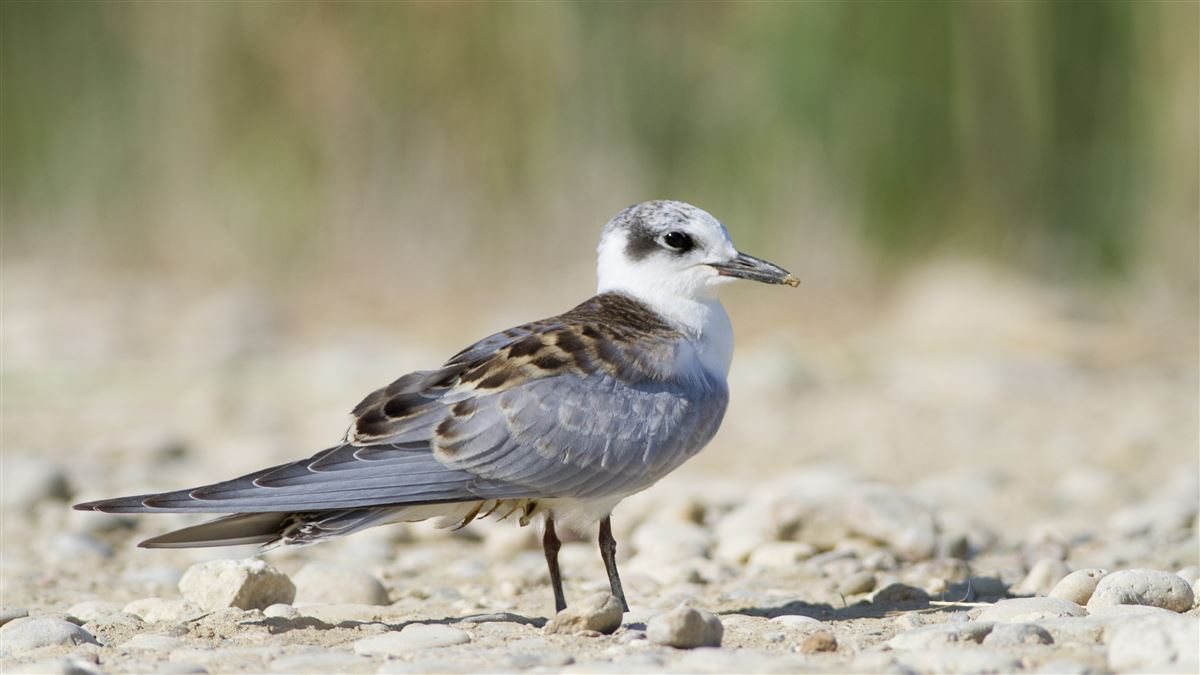 Whiskered Tern