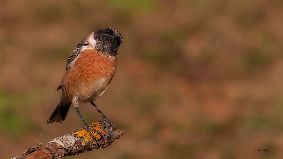 European Stonechat