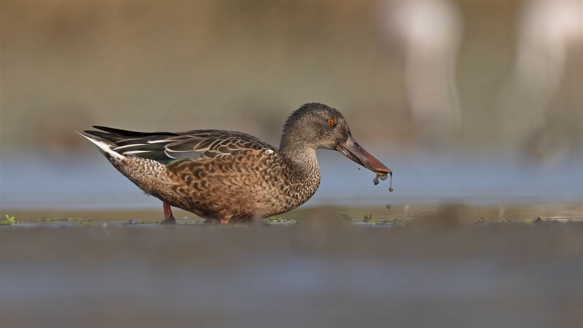 Northern Shoveler