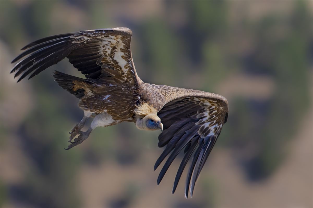 Griffon Vulture