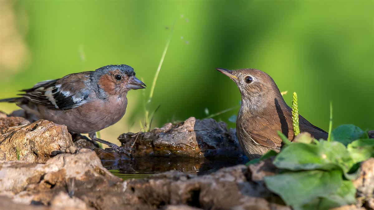 Common Nightingale