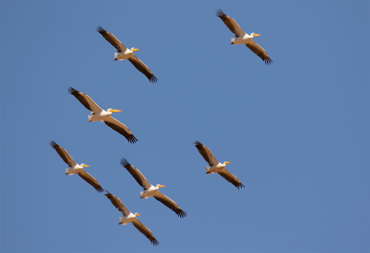Great White Pelican