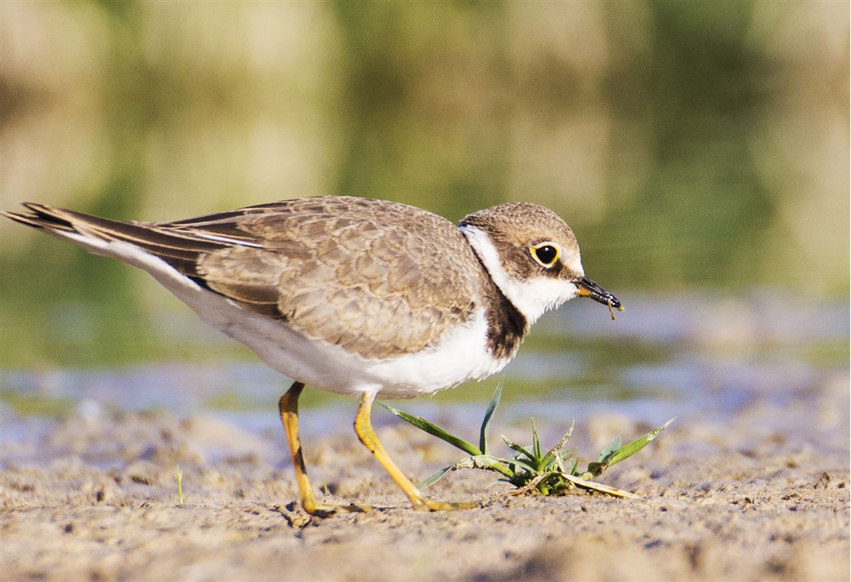 Little Ringed Plover