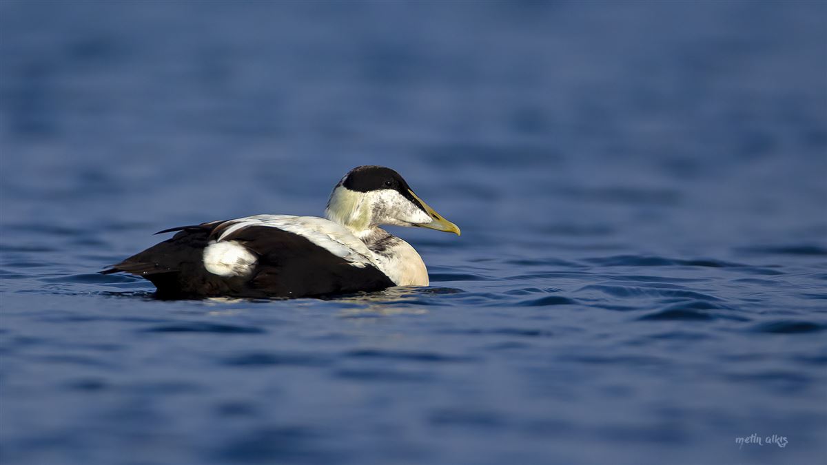 Common Eider