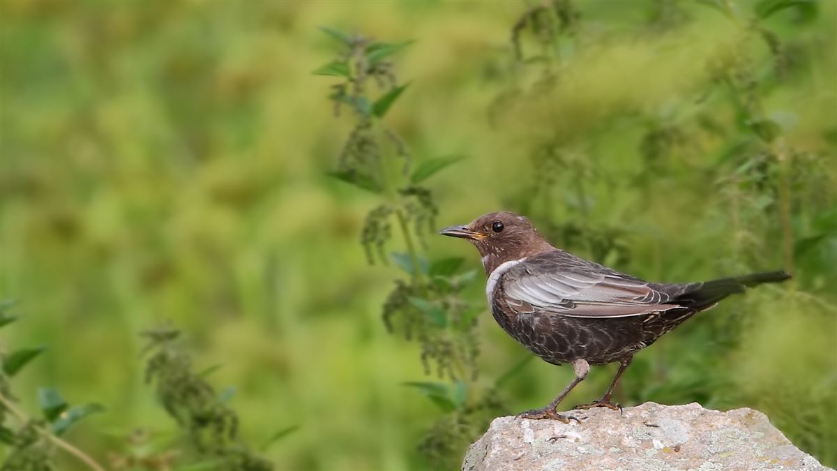 Ring Ouzel