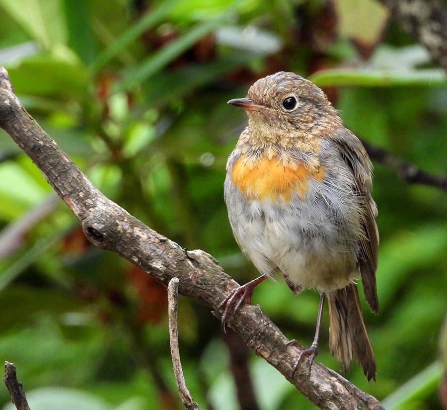 European Robin