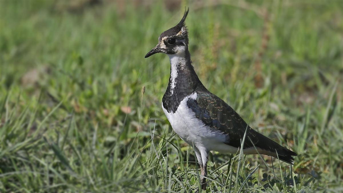 Northern Lapwing