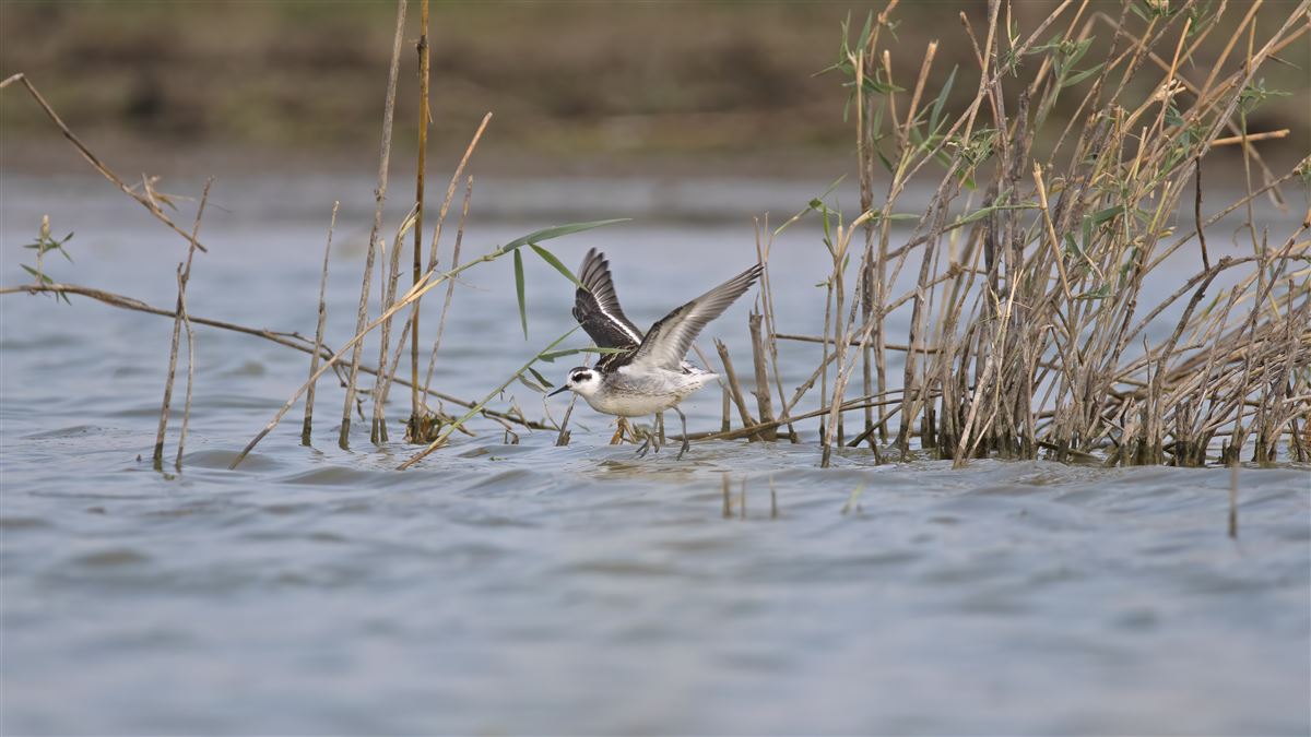 Red-necked Phalarope