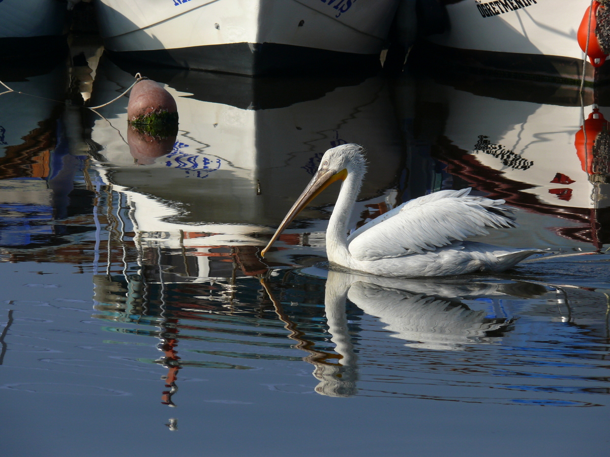 Dalmatian Pelican