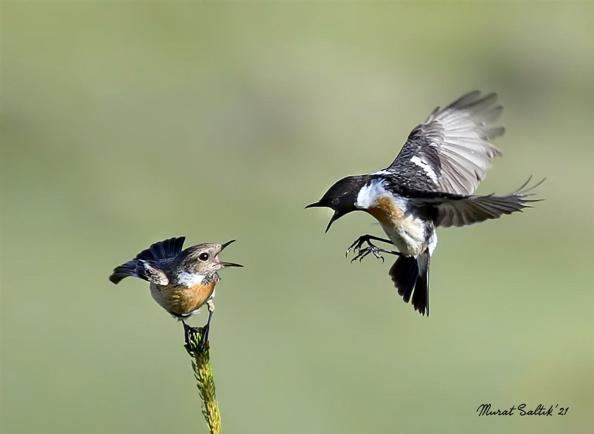 Siberian Stonechat