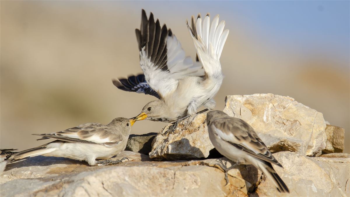 White-winged Snowfinch