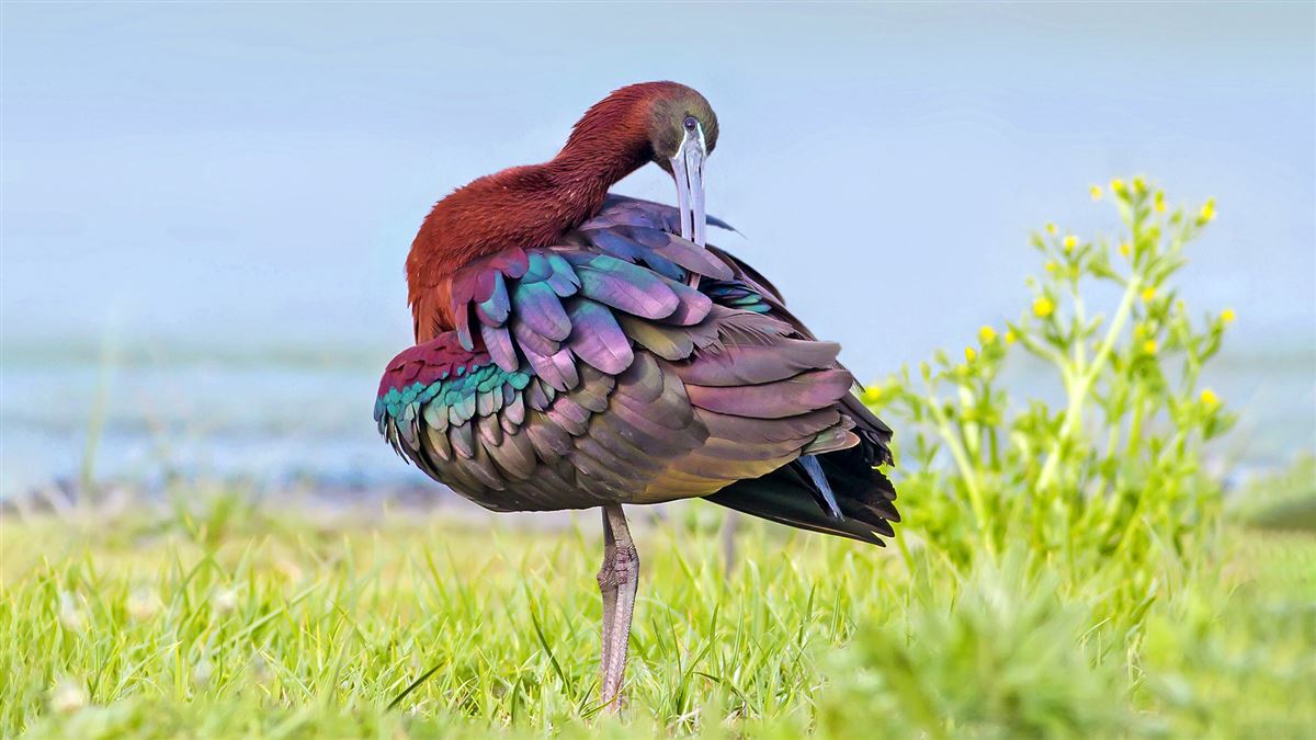 Glossy Ibis