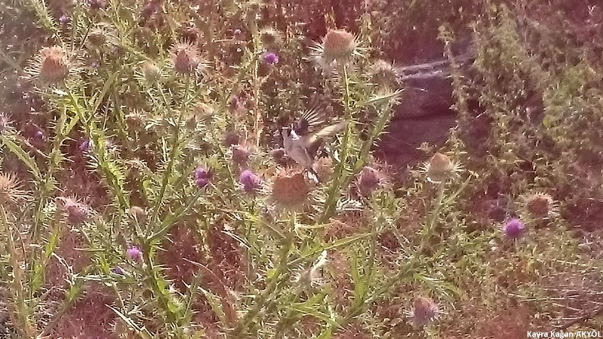 European Goldfinch