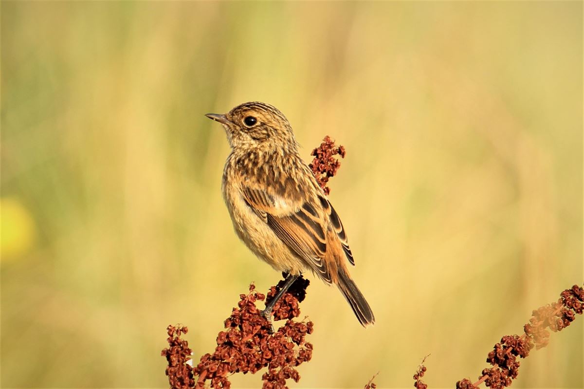 European Stonechat